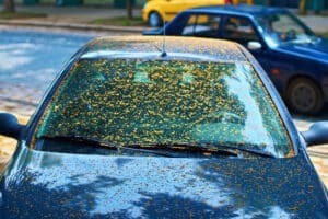 Durch Pollen verschmutzte Windschutzscheibe.